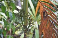 Areca triandra